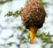 Weaver building a nest