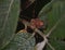 Weaver on leaves with offspring