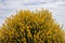 Weaver\'s Broom (Spartium junceum)