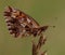 Weaver\'s Fritillary-Boloria dia