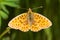 Weaver\'s Fritillary butterfly / Boloria d