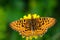 Weaver\'s Fritillary butterfly (boloria dia)