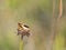 Weaver`s fritillary butterfly Boloria dia sitting on a plant