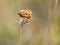 Weaver`s fritillary butterfly Boloria dia sitting on a plant