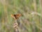 Weaver`s fritillary butterfly Boloria dia sitting on a plant