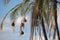 WEAVER`S NESTS ON BRANCHES OF PALM TREES