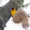 A weaver sitting on a nest