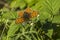 Weavers fritillary (Issoria lathonia)