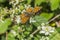 Weavers fritillary (Issoria lathonia)