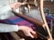 Weaving process using table loom made of wood. Woman is weaving magenta and blue fabric. Concept of craftsmanship