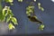 Weaving Yellow Southern Masked Weaver Bird Ploceus velatus