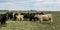 Web banner of Angus crossbred herd
