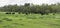 Web banner of Angus herd in springtime pasture