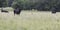 Web banner of Angus in overgrown southern pasture