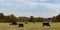 Web banner of commercial Angus cows