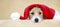 Web banner of a cute christmas santa pet dog puppy with copy space