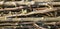 Web banner of dry wooden twigs pile