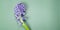Web banner format. Blue hyacinth flower on a green background. Top view. Copy space