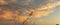 Web banner of a Kestrel bird of prey land with wings spread in the top of a tree. Against a dramatically colored sky