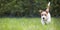 Web banner of a playful happy pet dog puppy as walking in the grass