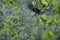 Web and green leaves covered with morning dew. Cobweb with dew drops close up.