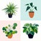 Web House plants collection with four tropical plants