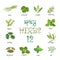 Web icon set of different spicy herbs