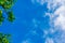 Web spring jungle frame banner. Green leaves against blue white sky, white clouds. Sunlight coming through. Realistic picture
