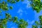 Web spring jungle frame banner. Green leaves against blue white sky and white clouds. Sunlight coming through. Realistic picture