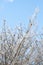 Web on the tree in the garden. Caterpillars spinning web on plant. Cocoon or silken nest. Webworms or eastern tent caterpillar