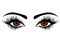 Web Vector female eyes with long lashes