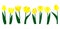 Web Yellow tulips illustration. Flora, plants, flowers. Spring concept.