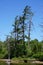 Webb, New York, USA: Dying pine trees