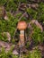 Webcap, Cortinarius allutus, poisonous mushroom in forest close-up, selective focus, shallow DOF