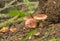 Webcap, Cortinarius mushrooms