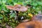 A webcap mushroom in a wet grass with blurred foreground