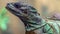 Weber`s sailfin lizard