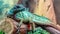 Weber`s sailfin lizard