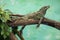 Weber\'s sailfin lizard (Hydrosaurus weberi).