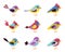 WebSet of colorful birds. With different colors and decorations.