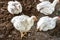 Website banner of an panting poultry chicken in a indoor farm. A white broiler chicken pants on a hot, summer day
