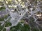 Webworm caterpillars visible inside the nest.