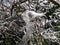 Webworm caterpillars visible inside the nest.