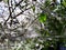 Webworm caterpillars visible inside the nest.