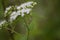 Webworm Moth on White Boneset