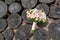 Wedd bouquet of peach roses and white orchids on stumps