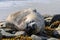 Weddel seal on beach in Antarctica