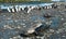 Weddel seals and king penguins - Aptenodytes patagonicus - on sunny day in South Georgia.