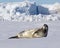 Weddell Seal