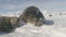 Weddell seal adult mother care baby polar view